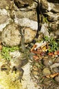 Green Iguana of Guadeloupe. French West Indies Royalty Free Stock Photo