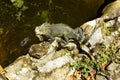 Green Iguana of Guadeloupe. French West Indies Royalty Free Stock Photo