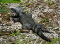 Green Iguana in Guadeloupe Royalty Free Stock Photo