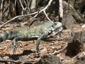 Green iguana Royalty Free Stock Photo