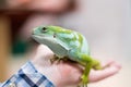 Green Iguana in hand