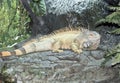 A green iguana Royalty Free Stock Photo
