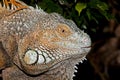 GREEN IGUANA iguana iguana, HEAD CLOSE-UP OF ADULT