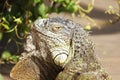 The green iguana head in close up, also known as the American iguana is a large, arboreal, mostly herbivorous species of lizard of Royalty Free Stock Photo