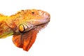 A green iguana, head, isolated on a white background