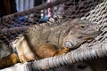 Iguana Lazing Under The Sun