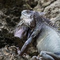 Green iguana hides in the rocks in Puerto Rico