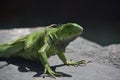 Green Iguana with His Back Leg Raised and Scratching Royalty Free Stock Photo