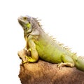 Green iguana Royalty Free Stock Photo