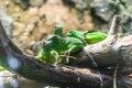 Green iguana. Iguana - also known as Common iguana or American iguana. Lizard families, look toward a bright eyes looking in the Royalty Free Stock Photo