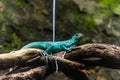 Green iguana. Iguana - also known as Common iguana or American iguana. Lizard families, look toward a bright eyes looking in the Royalty Free Stock Photo