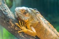 Green iguana. Iguana - also known as Common iguana or American iguana. Lizard families, look toward a bright eyes looking in the Royalty Free Stock Photo