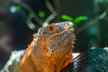 Green iguana. Iguana - also known as Common iguana or American iguana. Lizard families, look toward a bright eyes looking in the Royalty Free Stock Photo