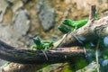 Green iguana. Iguana - also known as Common iguana or American iguana. Lizard families, look toward a bright eyes looking in the Royalty Free Stock Photo