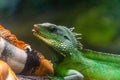 Green iguana. Iguana - also known as Common iguana or American iguana. Lizard families, look toward a bright eyes looking in the Royalty Free Stock Photo