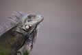 Green Iguana (Iguana iguana)