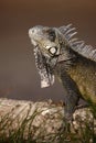 Green Iguana (Iguana iguana)