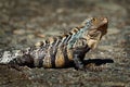 Green iguana - Iguana iguana  also known as the American iguana, is a large, arboreal, mostly herbivorous species of lizard of Royalty Free Stock Photo