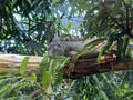 Green iguana Iguana iguana, American iguana, Der GrÃÂ¼ne Leguan Gruene Leguan, Zelena iguana ili ObiÃÂna iguana - The Zoo ZÃÂ¼rich
