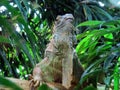 Green iguana Iguana iguana, American iguana, Der GrÃÂ¼ne Leguan Gruene Leguan, Zelena iguana ili ObiÃÂna iguana - The Zoo ZÃÂ¼rich