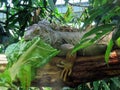 Green iguana Iguana iguana, American iguana, Der GrÃÂ¼ne Leguan Gruene Leguan, Zelena iguana ili ObiÃÂna iguana - The Zoo ZÃÂ¼rich