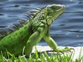 Green Iguana (Iguana iguana) Royalty Free Stock Photo
