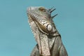 Green Iguana (Iguana iguana) - Bonaire Royalty Free Stock Photo
