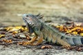 Green iguana (Iguana iguana). Centenario Park Cartagena de Indias, Colombia wildlife animal