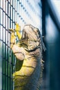 Green iguana, iguana iguana, inside its cage in a zoo Royalty Free Stock Photo