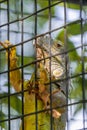 Green iguana, iguana iguana, inside its cage in a zoo Royalty Free Stock Photo