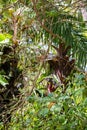 Green iguana Iguana iguana in Damas Island mangrove forest, Costa Rica Royalty Free Stock Photo