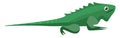 A crawling green iguana/ Iguana iguana/wild reptile vector or color illustration