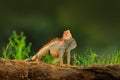 Green iguana, Iguana iguana, portrait of orange and green big lizard in the dark green forest. Animal in the nature tropic river h Royalty Free Stock Photo