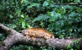 Green iguana Iguana iguana resting in Costa Rica Royalty Free Stock Photo