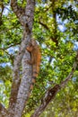 Green iguana (Iguana iguana), Rio Tempisque Costa Rica wildlife Royalty Free Stock Photo