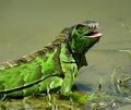 Green Iguana (Iguana iguana) Royalty Free Stock Photo