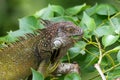 Green Iguana Iguana iguana on a tree branch.