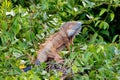 Green iguana Iguana iguana, Rio Tempisque Costa Rica wildlife