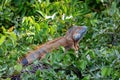 Green iguana (Iguana iguana), Rio Tempisque Costa Rica wildlife Royalty Free Stock Photo