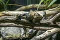 Green iguana. iguana portrait close-up Royalty Free Stock Photo