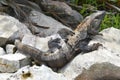 Green iguana Iguana iguana Iguanidae family, reptil tropical, large lizard