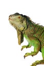 Green iguana isolated against white background Royalty Free Stock Photo