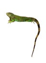 Green iguana isolated against white background