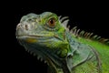 Green iguana isolated on black background Royalty Free Stock Photo