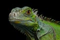 Green iguana isolated on black background