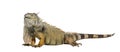 Green iguana, Iguana iguana, isolated on white Royalty Free Stock Photo