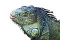 green iguana isolated on white Royalty Free Stock Photo