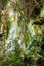 Green iguana Iguana iguana in Damas Island mangrove forest, Costa Rica Royalty Free Stock Photo