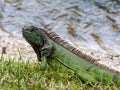 Green Iguana by Lake