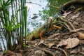 Green Iguana Emerging from the Green Lake full of Dry Leaves Royalty Free Stock Photo